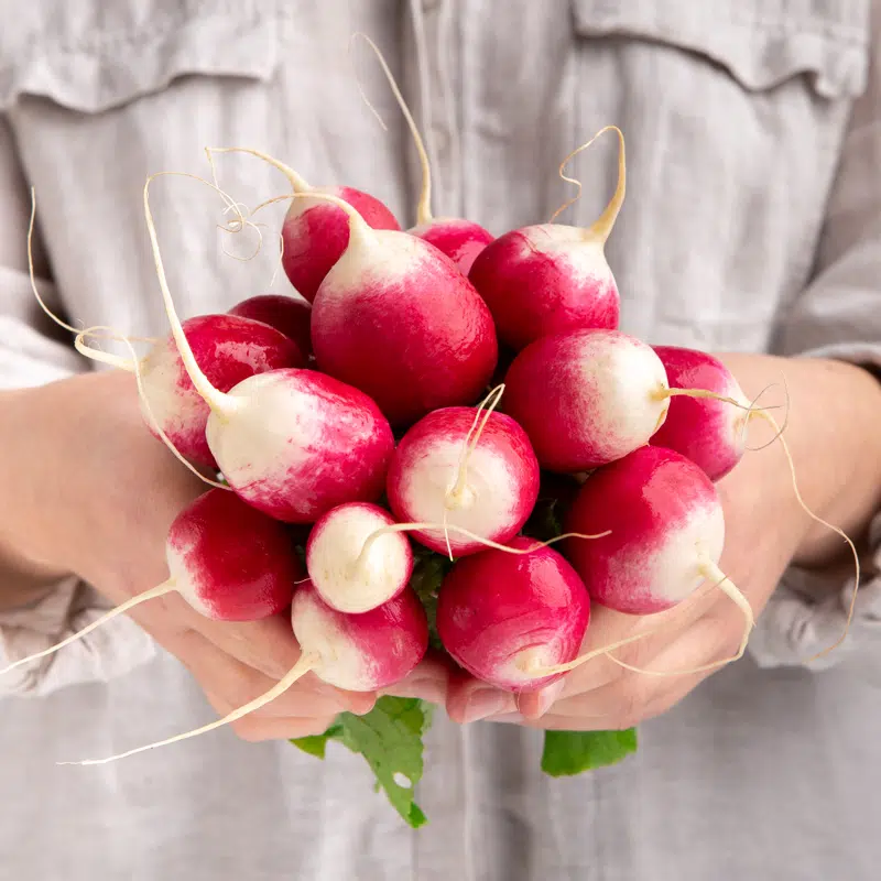 Radis rose (légumes)