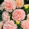 Reine marguerite apricot