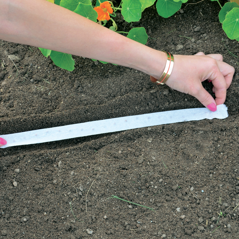 Roquette cultivée présemé bio