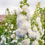 Rose Trémière double blanche