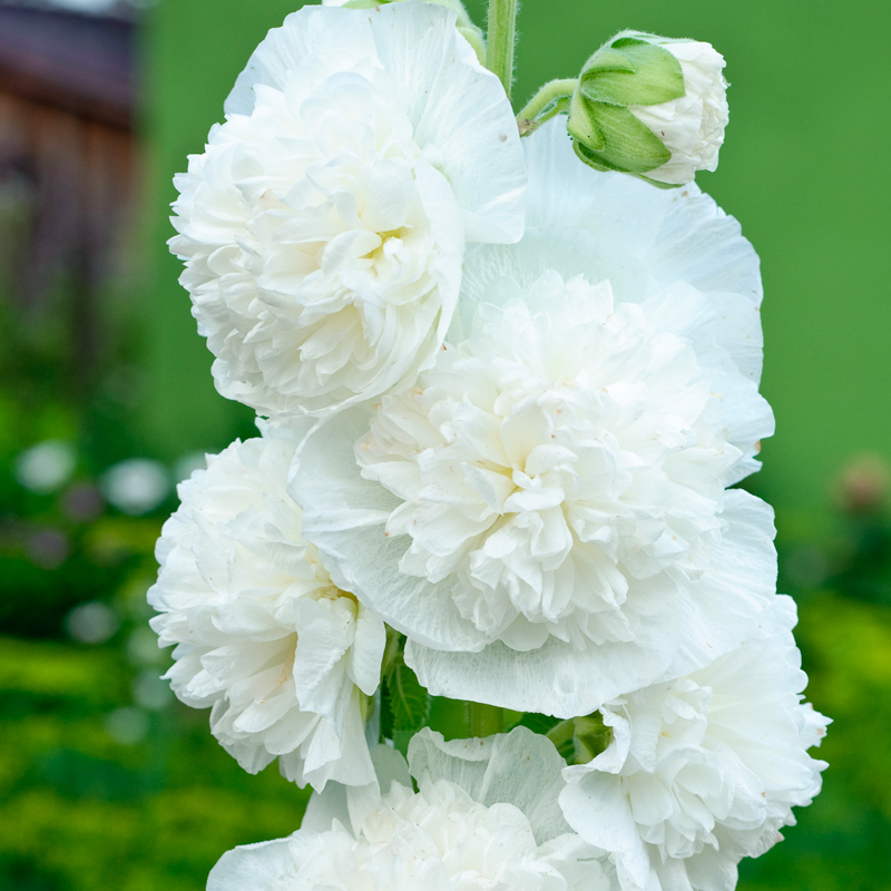 Rose Trémière double blanche - Ernest TURC