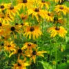 Rudbeckia Marmelade