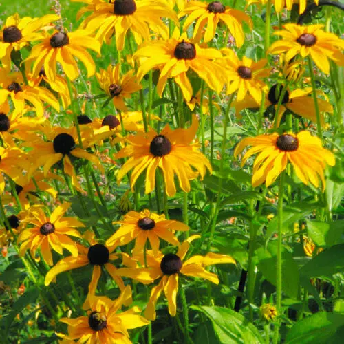 Rudbeckia Marmelade