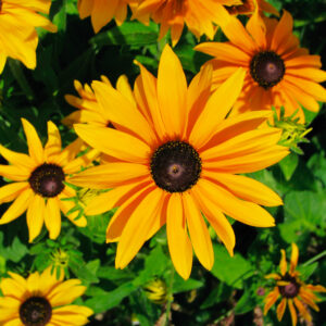 Rudbeckia Marmelade