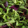 Salade Mesclun D’ Automne variée