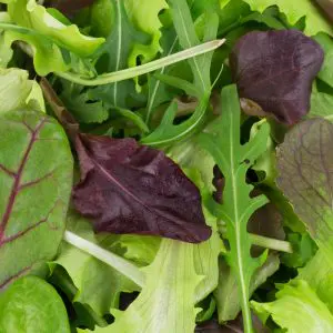 Salade Mesclun D’ Automne variée