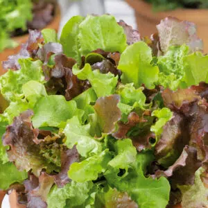 Salade Mesclun De Printemps variée BIO