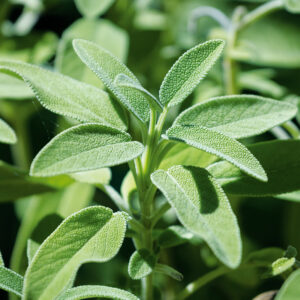 Sauge Officinale