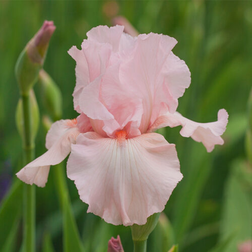 Souche Iris Germanica rose