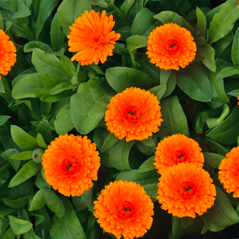 Souci corniche d'or bio