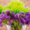 Statice Sinuata Purple Attraction