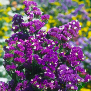 Statice Sinuata Purple Attraction