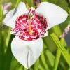 Tigridia Pavonia Alba Grandiflora
