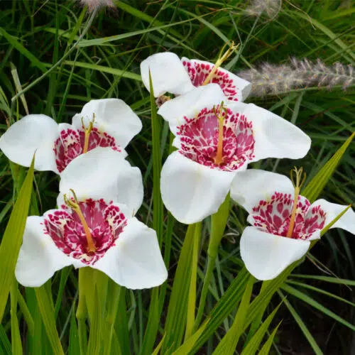 Tigridia Pavonia Alba Grandiflora