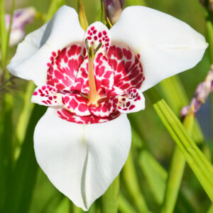 Tigridia Pavonia Alba Grandiflora