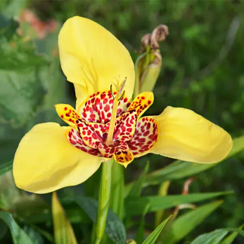 Tigridia Pavonia Aurea