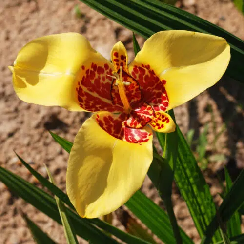 Tigridia Pavonia Aurea