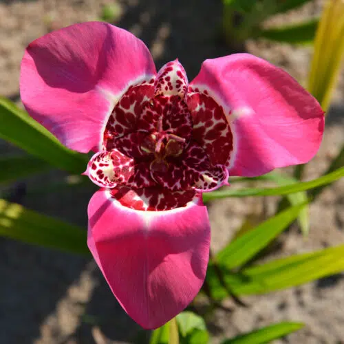 Tigridia Pavonia Liliacea