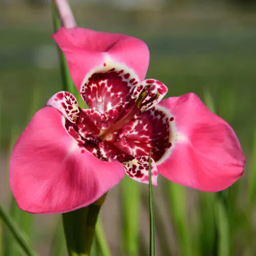 Tigridia Pavonia Liliacea