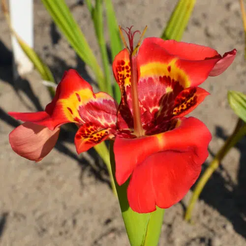 Tigridia Pavonia Speciosa