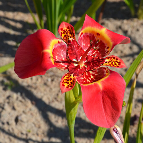 Tigridia Pavonia Speciosa