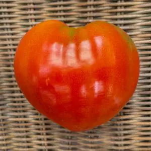 Tomate Cuor Di Bue (Cœur De Bœuf)