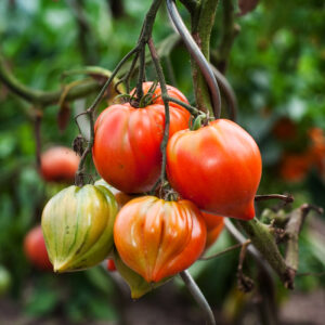 Tomate Cuor Di Bue (Cœur De Bœuf) BIO