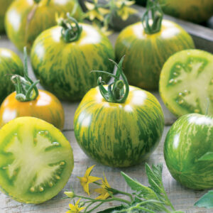 Tomate Green Zebra