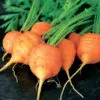 Trio de carottes présemé bio