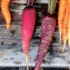 Trio de carottes présemé bio