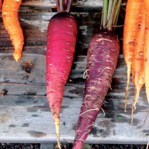 Trio de carottes présemé bio