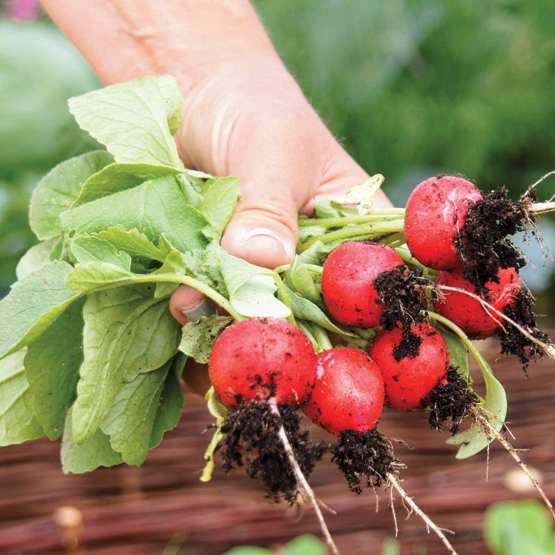 Trio de radis présemé bio
