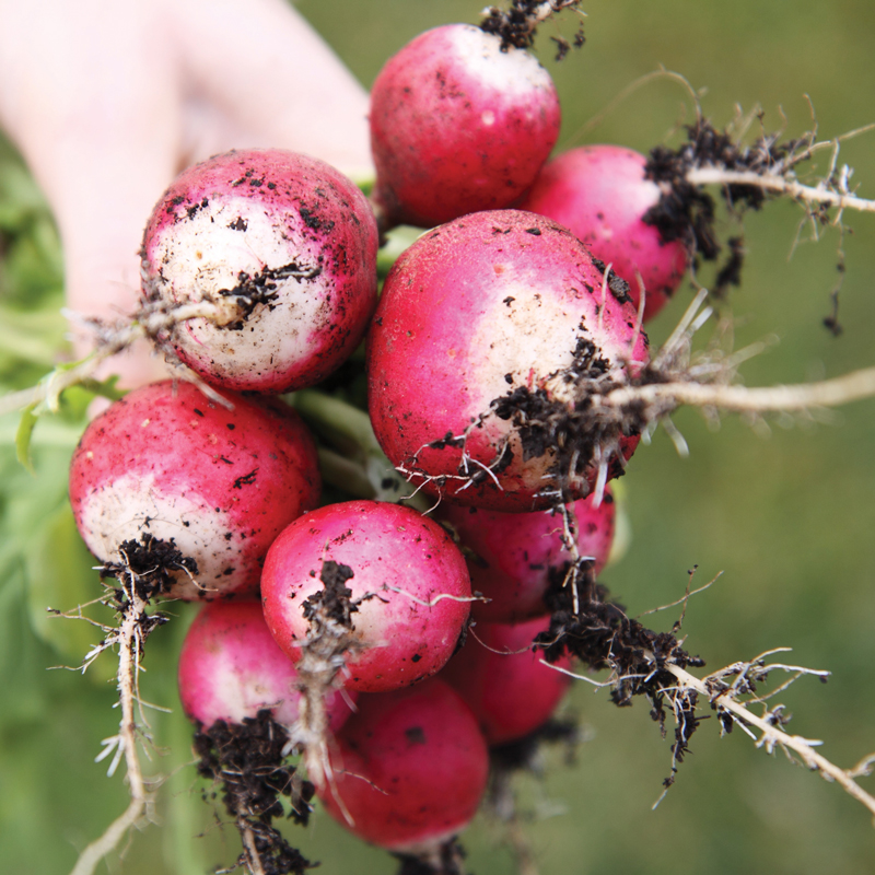 Trio de radis présemé bio