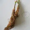 Tulbaghia Alba
