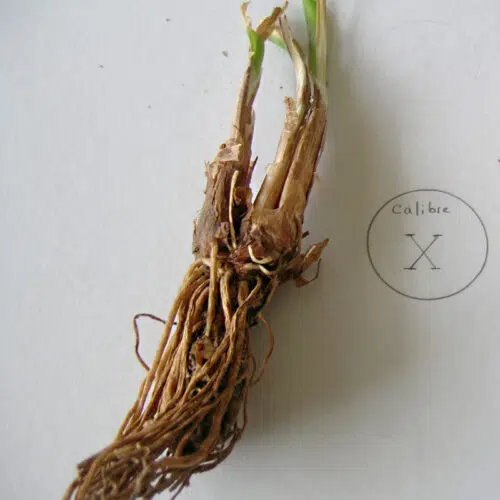 Tulbaghia Alba