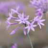 Tulbaghia Silver Lace