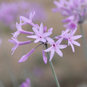 Tulbaghia Silver Lace