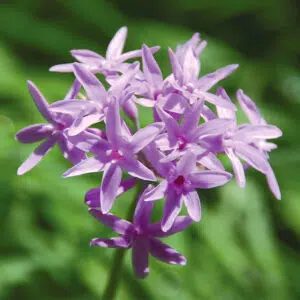 Tulbaghia Violacea