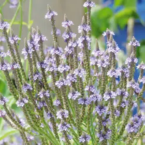 Verveine officinale