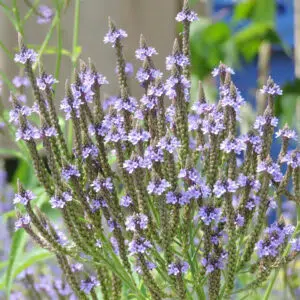 Verveine officinale preseme bio