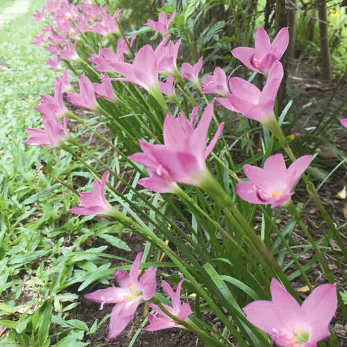 Zéphyranthe Grandiflora