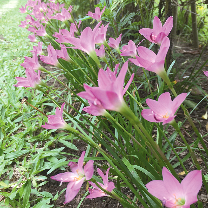 Zéphyranthe Grandiflora