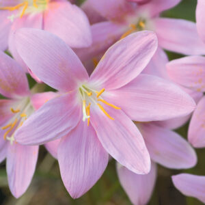 Zéphyranthe Grandiflora