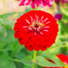 Zinnia Cherry Queen