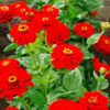 Zinnia Cherry Queen