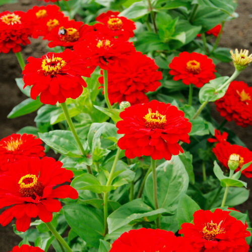 Zinnia Cherry Queen