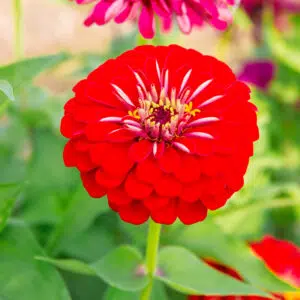 Zinnia Cherry Queen