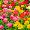 Zinnia nain Lilliput double varié
