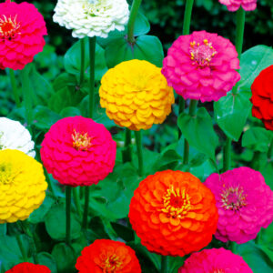 Zinnia nain Lilliput double varié