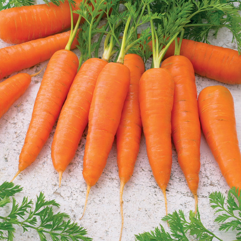 Semi di Carota de Colmar a Coeur Rouge 2 di Sativa Rheinau